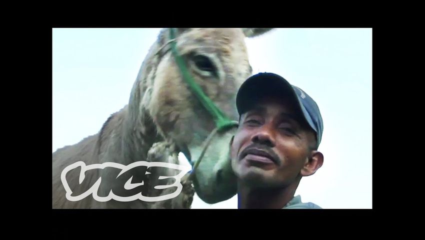 Donkey Sex: The Most Bizarre Tradition - Pony.Tube